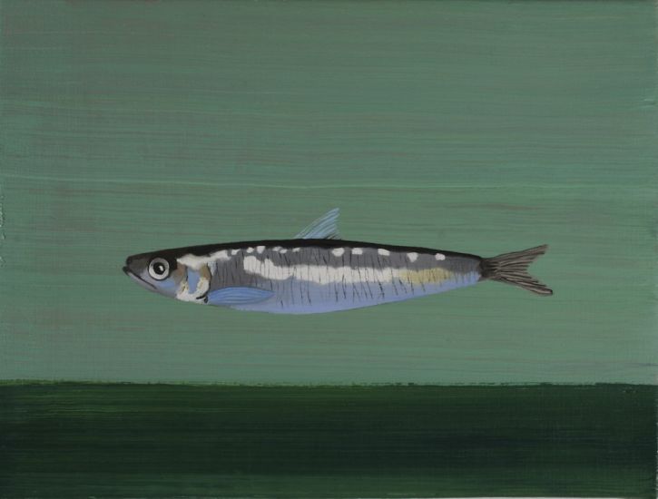 Pesci - Aimone Sambuy, Gokaran, 2011, olio su tela, cm 18 x 24