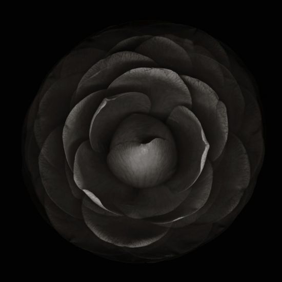 Marco Bay | Andrea Martiradonna | Sofia Meda . Fotografie e un giardino   - Andrea Martiradonna, Camelia, CM. 80x80, stampa a getto d'inchiostro su carta Takeo, 2015