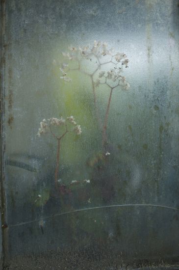 Sofia Meda - Piante serrate, Begonia velata, ottobre 2012. Stampa fine art, cm 21 x 15