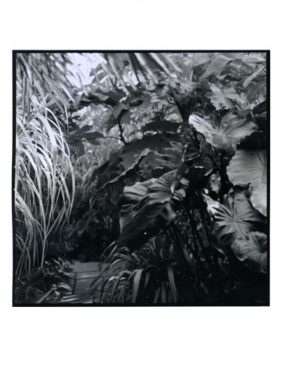 Marco Bay - Marco Bay, Tropical garden # 2, Great Dixter 2015, fotografia B/N, cm 90x90