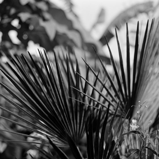 Marco Bay - Marco Bay, Tropical garden # 3, Great Dixter 2015, fotografia B/N, cm 90x90