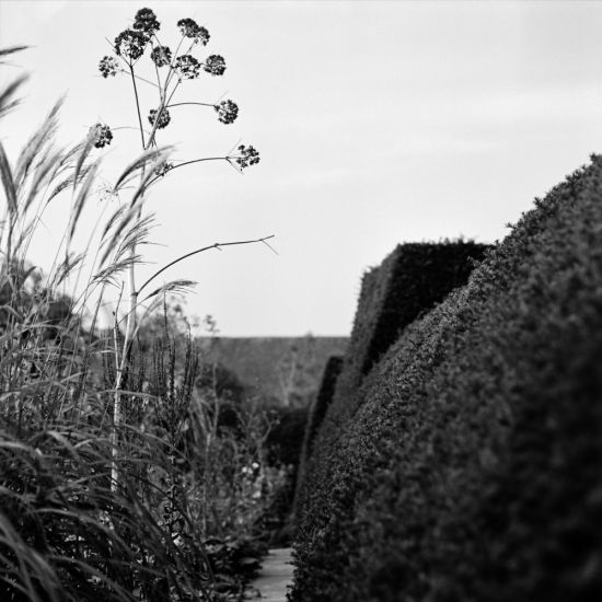 Marco Bay | Andrea Martiradonna | Sofia Meda . Fotografie e un giardino   - Marco Bay, Wallet Garden, Great Dixter 2015, fotografia B/N, 90 x 90 cm